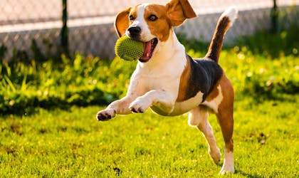 Hund hopper med ball i munnen 